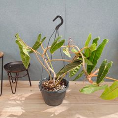 在庫］【希少】フィカス アフリカンプリンス 8号 観葉植物 室内 大型