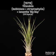 Tillandsia Bulbosa Witty 速達発送 - メルカリ