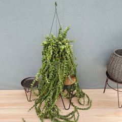 在庫］【希少】フィカス アフリカンプリンス 8号 観葉植物 室内 大型