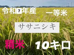 ☆数量限定☆　令和7年産　ササニシキ　精米　一等米　10キロ　宮城県登米市のサムネイル