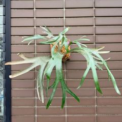 P. ′Mulford′ 子株 ムルフォード ビカクシダ 観葉植物 - メルカリ