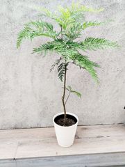 アカシア ブルーブッシュ シルバーリーフ バルーン陶器鉢 植え込み発送