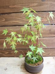 モミジ 浮雲錦｜オオモミジ系 H30cm前後 もみじ 紅葉 カエデ 鉢植え