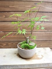 No.65 もみじ寄せ植えの石付き - メルカリ