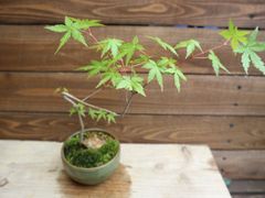 樹齢約20年 楓の石付け盆栽 苔むす自然風景 一点物 - メルカリ