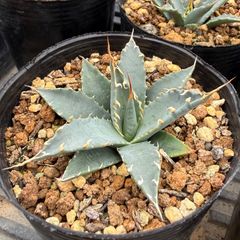 Agave utahensis eborispina 陽炎 ユタエンシス SP - メルカリ