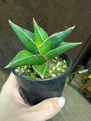 アガベ Agave ブルーフレイム アテナータ ハイブリッドアガベ 多肉植物