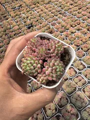 新入荷　24株の抜き苗セット　ハナビ　多肉植物　佐川急便発送　エケベリア　セダム　韓国苗　Z6230