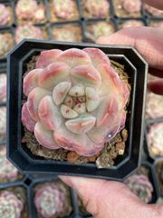 27h 多肉植物 ハオルチア 藍ダイヤ錦 自家繁殖 鉢植え発送 - メルカリ