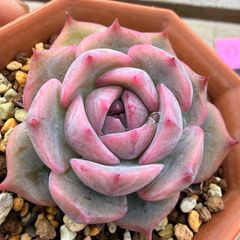リンダリンダ ぼのぼのさん simijimi 多肉植物 - メルカリ