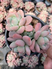 新入荷　18株の抜き苗セット　ラクジン　多肉植物　佐川急便発送　エケベリア　セダム　韓国苗　Z6278