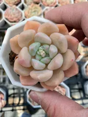 新入荷　24株の抜き苗セット　チューベローズ　多肉植物　佐川急便発送　エケベリア　セダム　韓国苗　Z6274