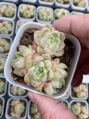 こ*日様 CH1008　ホワイトクィーン　105苗　多肉植物　土根付き　エケベリ こ*日様 CH1008 ホワイトクィーン 105苗 多肉植物 土根付き エケベリ