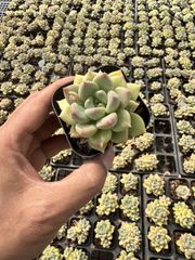 Top【選抜株】多肉植物 25904ティテュバンス錦 40個 鉢無し/脱土