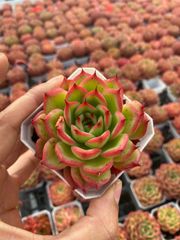 Top【選抜株】多肉植物 363067ブラックローズ錦 24個 鉢無し/脱土