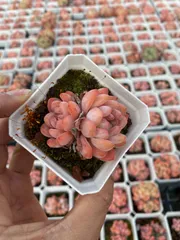新入荷　24株の抜き苗セット　オールスター　多肉植物　佐川急便発送　エケベリア　セダム　韓国苗　Z6431