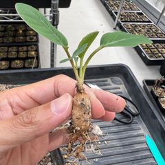 レア種 ユーフォルビア モラティ モラティー 抜き苗 ② レア種
