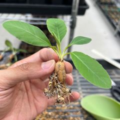 レア種 ユーフォルビア モラティ モラティー 抜き苗 ① - メルカリ
