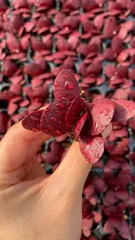 多肉植物　X1025　ムラサキチョウ　128苗　土根付き　エケベリア　セダム　アエオニウム　韓国苗　寄せ植え　詰め合わせ