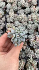 多肉植物　X993　ブルービーン　72苗　土根付き　エケベリア　セダム　アエオニウム　韓国苗　寄せ植え　詰め合わせ
