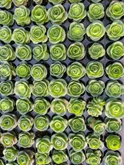 多肉植物　X1031　タマゴバラ　128苗　土根付き　エケベリア　セダム　アエオニウム　韓国苗　寄せ植え　詰め合わせ