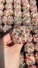 多肉植物　X916　チワワ　105苗　土根付き　エケベリア　セダム　アエオニウム　韓国苗　寄せ植え　詰め合わせ