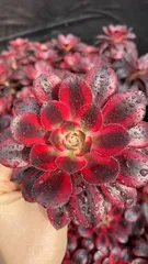 多肉植物　X975　リーナ　50苗　土根付き　エケベリア　セダム　アエオニウム　韓国苗　寄せ植え　詰め合わせ