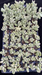 多肉植物　X984　シロクマ　72苗　土根付き　エケベリア　セダム　アエオニウム　韓国苗　寄せ植え　詰め合わせ