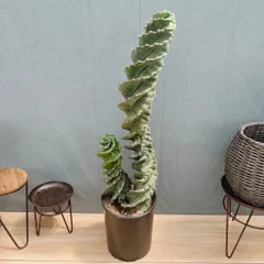 ［現品］【希少】1番　サボテン　セレウス　ペルビアナス　スピラリス　8号　観葉植物　レア　多肉植物 珍しいのサムネイル