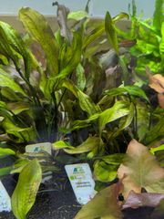yano様専用 ブランチウッド2点 煮沸沈水確認済 - メルカリ