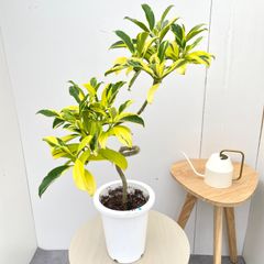 ボスウェリア エロンガータ① 灌木 ブルセラ コミフォラ ベイセリア