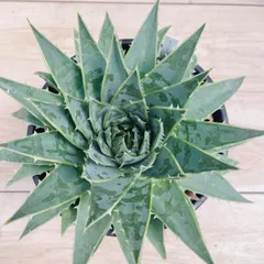 ［現品］【希少】9番 アロエ　ポリフェラ　6号　観葉植物　レア　室内　屋外　おしゃれ 多肉植物　珍しい  スパイラルのサムネイル