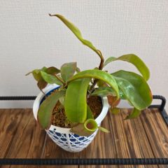 ⬛️速達 Darlingtonia ダーリングトニア 食虫植物 - メルカリ