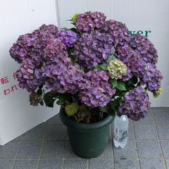 超メルカリ市祭 アジサイ 大株 8寸 ハイドランジア マジカルアメジスト