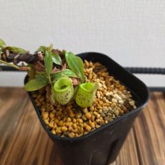 ⬛️速達 Darlingtonia ダーリングトニア 食虫植物 - メルカリ