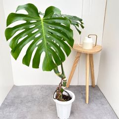 【一点物】希少 モンステラ デリシオーサ 木質化 気根 根上がり 観葉植物 一点物】希少 モンステラ デリシオーサ 木質化 気根 根上がり 観葉植物