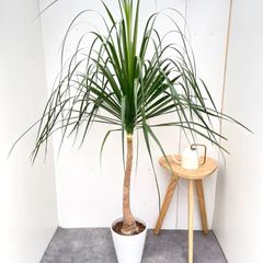 現品］【希少】1番 ドラセナ ドラコ 竜血樹 8号 観葉植物 レア 室内