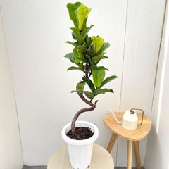 カシワバゴム『バンビーノ』7号鉢☆テラコッタ付き☆ - メルカリ