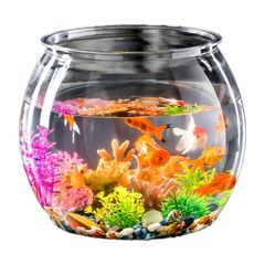 ガラス製 金魚鉢 楕円形 水槽 アクアリウム 万能ガラス容器 - メルカリ