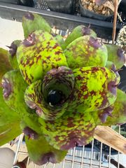 ネオレゲリア ビルベルギア ハローキティ Neoregelia - メルカリ