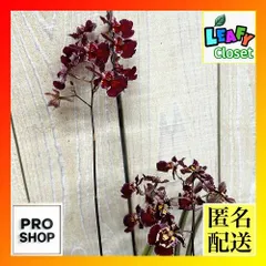 洋ラン　【赤色系】オンシジューム トルムニア※花無しの可能性あり 吊り具付き(個体おまかせ1鉢)　インテリア 室内 おしゃれ 可愛い かわいい(507269)のサムネイル