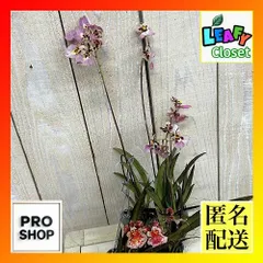 洋ラン　【薄いピンク系】オンシジューム トルムニア※花無しの可能性あり 吊り具付き(個体おまかせ1鉢)　インテリア 室内 おしゃれ 可愛い かわいい(507271)のサムネイル