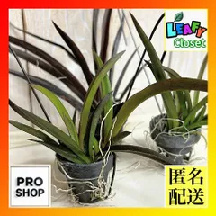 洋ラン　【花色未確認】オンシジューム トルムニア※花無しの可能性あり 吊り具付き(個体おまかせ1鉢)　インテリア 室内 おしゃれ 可愛い かわいい(507272)のサムネイル