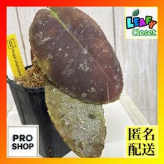 セール ホヤ 美斑入りウンデュラータ Hoya Undulata サクララン - メルカリ