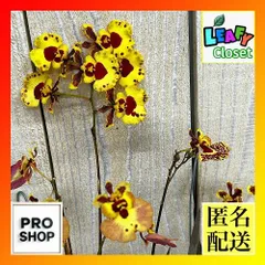 洋ラン　【黄色系】オンシジューム トルムニア※花無しの可能性あり 吊り具付き(個体おまかせ1鉢)　インテリア 室内 おしゃれ 可愛い かわいい(507268)のサムネイル