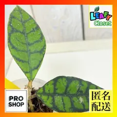 観葉植物　ホヤ カリストフィラ ブラックキャットチビ 2号(現品)　インテリア 室内 おしゃれ 可愛い かわいい(507280)のサムネイル
