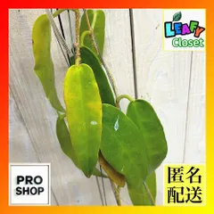 観葉植物　ホヤ アーチボルディアナ 長尺吊り仕立て(現品)　インテリア 室内 おしゃれ 可愛い かわいい(507294)のサムネイル