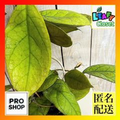 ホヤ　vitellinoides 吊り鉢他3点 ホヤ vitellinoides 吊り鉢他3点 - メルカリ