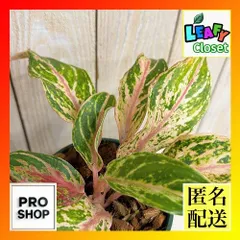 観葉植物　アグラオネマ レイナムトーン 3.5号スリット鉢(個体おまかせ1鉢)　インテリア 室内 おしゃれ 可愛い かわいい(507303)のサムネイル