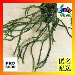 観葉植物　フペルジア トライアングルナコーン 5号吊り具付き(個体おまかせ1鉢)　インテリア 室内 おしゃれ 可愛い かわいい(507320)のサムネイル